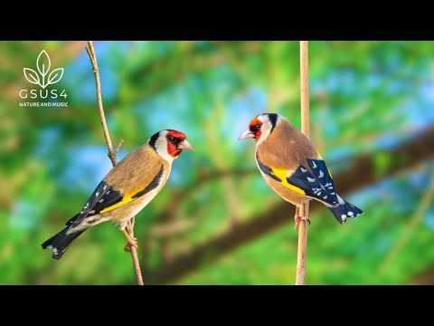 Soothing Forest Birds - Gentle Nature Sounds to Relieve Stress and Promote Peace - Sounds for Sleep