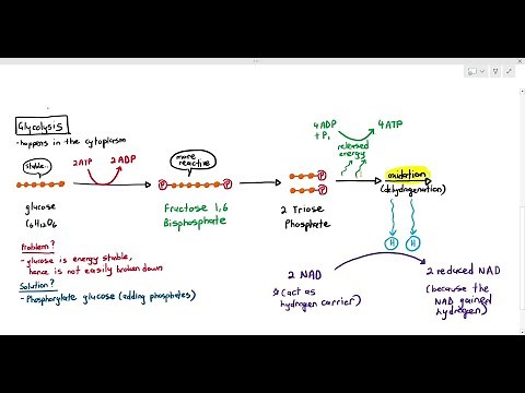 12-5 Glycolysis (Cambridge AS A Level Biology, 9700)