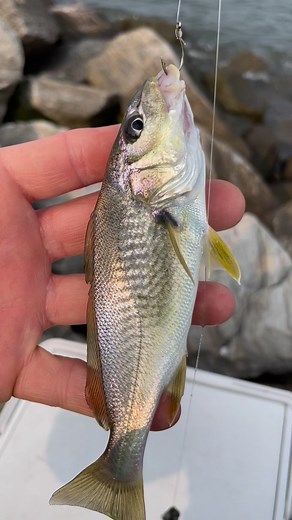 Why is this fish making a croak sound? #croaker #croakerfish #fishing #fishinglife #fishon #reelsvideo #reelsviral | Damag Ti Salun-at Ni Dok H.