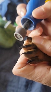 50 reactions · 4 comments | If you’ve ever had a puppy you know just how sharp their nails can be, but have no fear, the Dremel 7350-PETD is here!  Watch as @nemesis_kennels grinds a pup’s nails for the first time. From sharp to smooth, trimming your pet’s nails at home has never been easier!  Check out the Dremel Pet Shop at the link in our bio!  | Dremel | Facebook