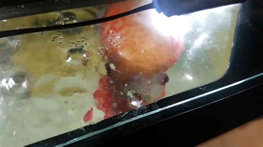 Inside an expensive exotic fish garage gallery