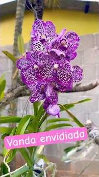 The QUEEN of my garden, the Vanda orchid #orchids #orchid