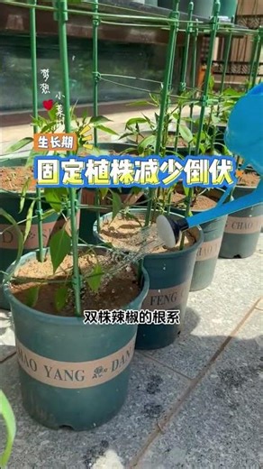 Maximize Pepper Growth: The Secret Transplanting Technique