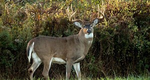 What’s Causing These Mysterious Deer Deaths in Pennsylvania?