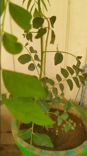 Curry Tree ||Kadi Patta #currytree #kadipatta