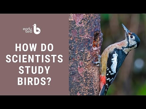 How do Scientists Study Birds?