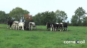 The Corrib Oil Women in Farming competition highlights all the great work done by women on farms all over Ireland. While the competition will not be running this year join us in looking back at some previous finalists & winners. Here is Sheena Cassidy speaking about her farming life. Remember you can get a quote for your farm requirements anytime on corriboil.com or give us a call on 1800 267742 | Corrib Oil