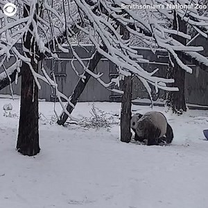 3.2K views · 125 reactions | PANDA SNOW DAY: 16-month-old panda cub Xiao Qi Ji rolled around in the snow at the Smithsonian's National Zoo in Washington, D.C. on Monday (1/3). The zoo said the cub was wary of snow during his first encounter last year but fully embraced his first snow day this year. | CBS 58 | Facebook