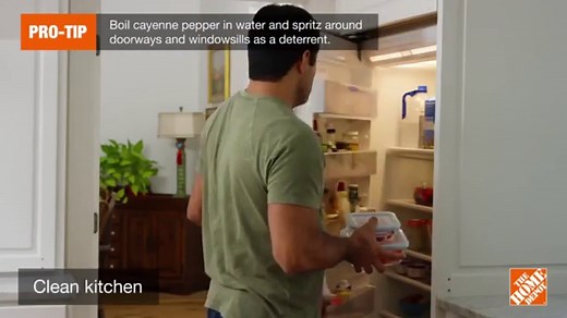 House flies: How to repel insects from the home