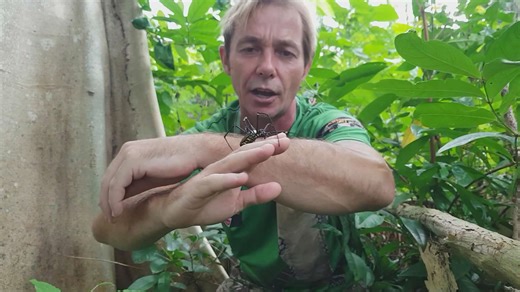 Finding enormous golden orb weaver spiders in tropical forests