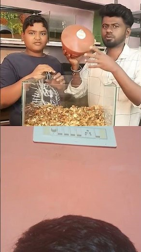 😱 Ithu Nadakkum Nu Ethirpaakala | Hamster Breeding Setup | balasvoyage