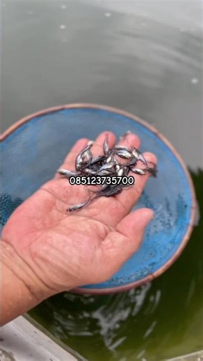 BIBIT IKAN PATIN UK 3 READY FULL STOK #ikanpatin