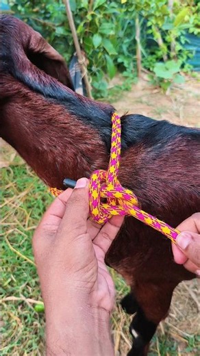 Smart Way to Tie a Goat Safely!🐐
