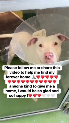 Can You Give This Sweet Soul a Forever Home? 🐾🙏 #AdoptDontShop #ShelterDog