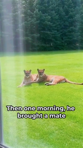I saved this mountain lion from a grizzly, but I didn't expect him to come back with a surprise. 🏔️ Watching him introduce his whole family was the most rewarding moment of my life. Nature truly never forgets a kindness. 🤍 #animalrescue #mountainlion #wildlife ai | WilderBond