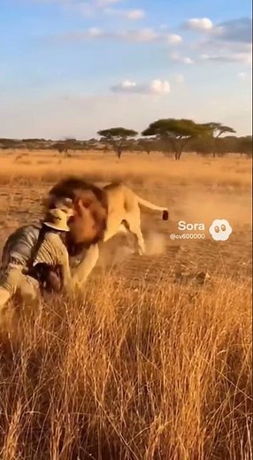 lion hunt goes horribly wrong