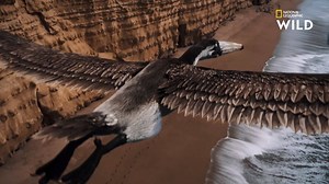 Avec son mètre 80 de long et ses 7 mètres d'envergure, Pelagornis avait l'ampleur d'un avion de chasse. Le plus grand oiseau actuel pourrait facilement tenir sous une seule aile de ce monstre du jurassique. | Nat Geo Wild France
