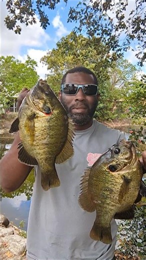 Start the Spring off right with these 2 stud Redear