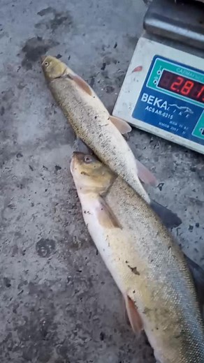 Weighing Medium-Sized Fish on a Digital Scale