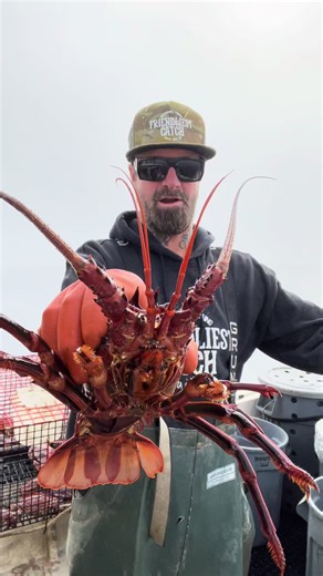 Discover the Spiny Lobster: Friendliest Catch