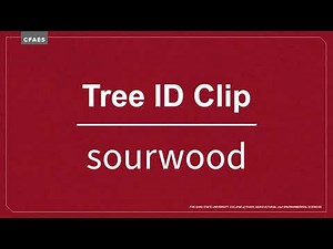 Tree ID Clip: sourwood