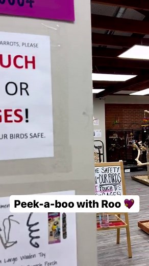 13K views · 484 reactions | Peek-a-boo with Roo! 列 #roothegoffinscockatoo #goffinscockatoo #goffincockatoo #goffinsofinstagram #goffincockatoosofinstagram #cockatoo #cockatoos #cockatoolove #cockatoolife #cockatoosofinstagram #cockatoosofig #cutebirds #cuteanimals #happyparrot #parrot #parrots #parrotlife #loveparrots #parrotlove #parrotsofinstagram #parrotsofig #parrotstars #parrotstarsarlingtonheights | Parrot Stars | Facebook