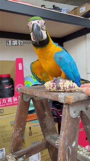 本丸 玉米棒初體驗