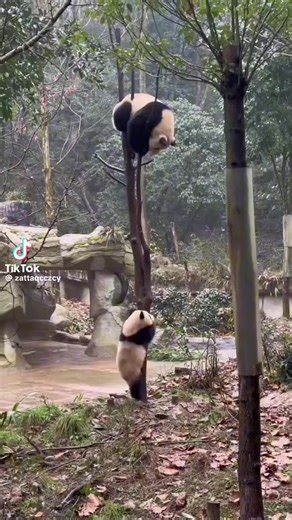 SIS SIONG (@sis.siong)’s videos with 原声 - SIS SIONG