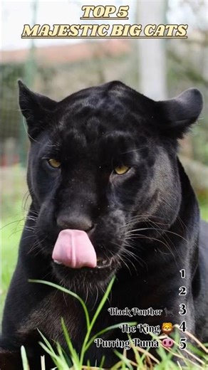 Most majestic big cats ever 🐅👑 | The king is at the end #bigcats #wildlife #shorts