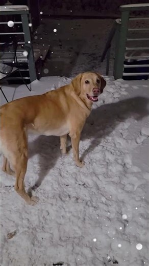 My Lab’s First Snow Day and He LOVES It! ❄️🎾
