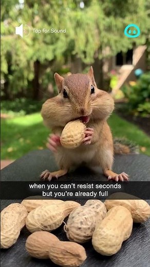 Chipmunk Stuffs Cheeks With Peanuts || ViralHog Shorts