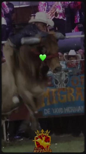 Rodeo Action: Bull Riding Thrills and Challenges