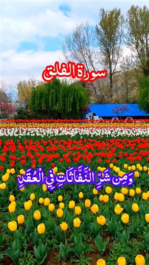 Tulip Garden 🌷 view #explorer #natural #beauty #view #trending