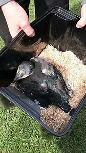 Meet the Raven Chick: A Fascinating Look at Nature's Wonders!
