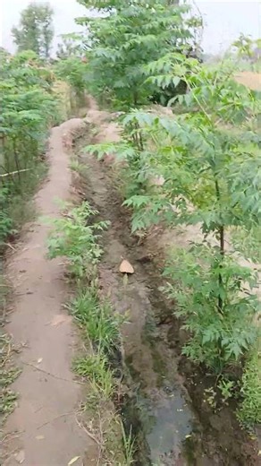 Growing a Greener Future: A Tour of Our Climate Root Network Nursery