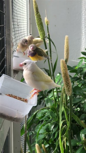 Winter in the Aviary #birds #vibrantbirds #bird #nature #birdingparadise #finch #birdsounds