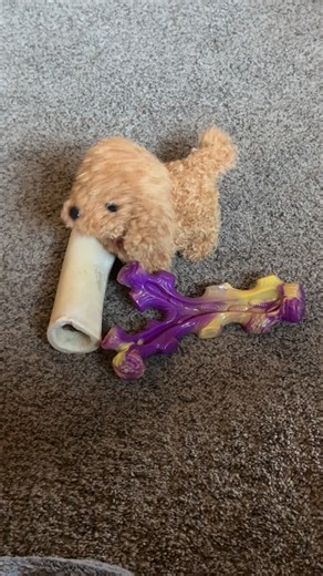 😂Nico Realistic Best Robotic Dog | Jennifer Lynn Thompson