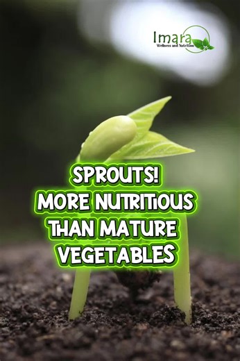 SPROUTS 🌱🌱🌱 Sprouts = living food! 🌱 Packed with antioxidants, vitamins, and enzymes, they nourish your body like nothing else. Learn which seeds to sprout and why broccoli sprouts are so powerful. Start small, eat food that is alive and see your health change. #sprouts #livingfood #foodismedicine #imarawellness