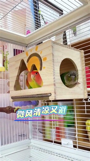 “OMG My Parrot Said WHAT?! 😱😂”“You Won’t Believe This Cute Parrot’s Reaction! 🐦💛”“My Parrot’s Funn
