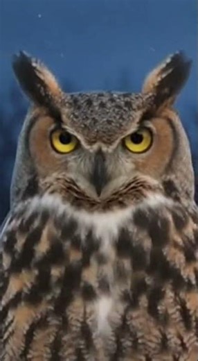The Owl that Mimics voices.
