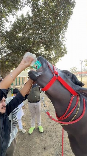 12 Bande (Official Video) Masoom Sharma | Bintu Pabra | New Haryanvi Song 2025 #shortsfeed #animals