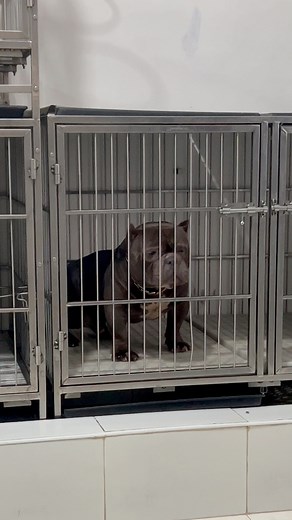 3.4K views · 99 reactions | SBG Bardagul  2x Bape Bloodline | Steady Bully Gang | Facebook