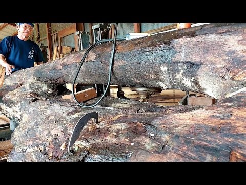 Cutting a Strange White Oak Tree with Split but Connected Trunks | Solid Tooth Saw