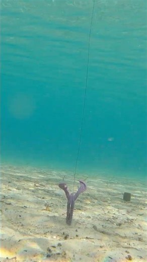 MaxScent Crud Craw UNDERWATER ACTION‼️ #fishing #bassfishing #underwater