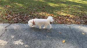 Just a short video of Max on our walk today. He’s doing so well on his leg now. We didn’t need surgery and I’m sooo happy about that. In case you missed it, he sprained his ACL(in human terms) a while back and now he’s doing really good. I love this pup so much!!!!!! Life is good here. Made it home safely from camping in FL Monday evening. Tuesday I was up at 4:30 AM to teach a 5am fitness class, then helped my friends move!! Boo. We loaded up the U haul yesterday and then hit the road for New J