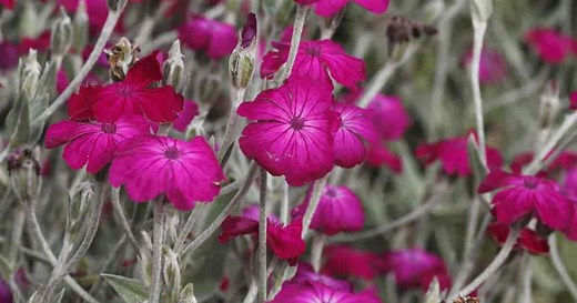 Rose Campion Plants: How To Grow and Care For Lychnis Coronaria