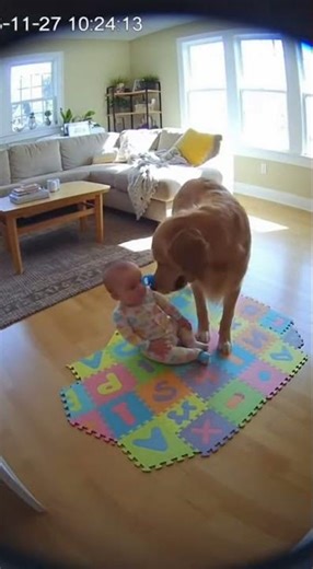 Dog Steals Baby's Pacifier!