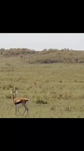 " wild animals encounters: close encounters with dangerous wild animals!" #wildanimals #wildlife #nature | EL Jamil