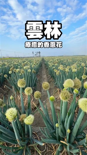 2026.01.18 雲林縣褒忠鄉路旁的療癒香蔥花海！！一顆顆的毛球，超可愛。 #攝影師 #寶寶日常 #婚攝 #女兒視角 #雲林景點 | Spring Lee
