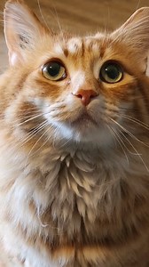 Maybe his mind control does work 😅 #cute #cutecats #funny | Walter The Cat